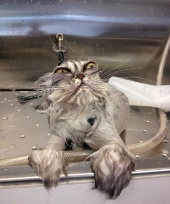 Just a cat in a bath