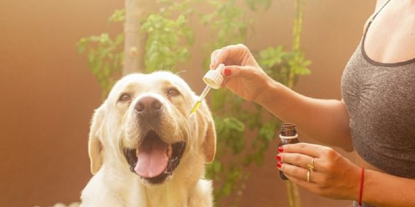 sponsored post dog cbd