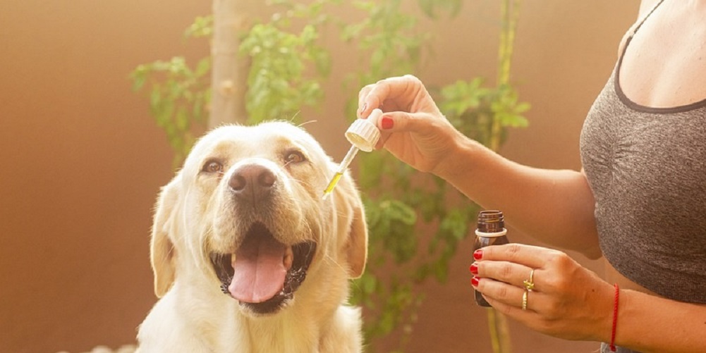 Sponsored Post: Cure Your Dog’s Joint Pain with CBD Oil